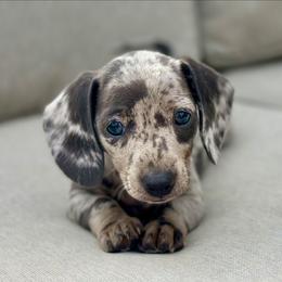 Paisley - Dachshund