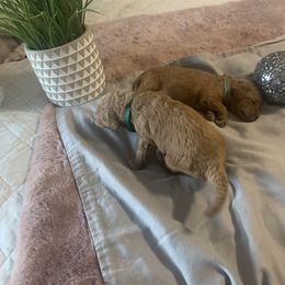 Goldendoodle Puppies from Puppy Paws