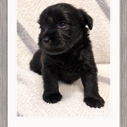 Johnny - Black male Miniature Schnauzer puppy in Summerfield, Florida from M & M Schnauzers