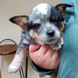 Three quarter mask - Blue speckled female Australian Cattle Dog puppy in Lenoir, North Carolina from Blue Coyote Ranch