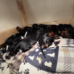 Dachshund puppies from Sias Select Dachshunds