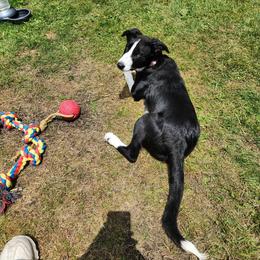 American Corgi and Border Collie Puppies from Duncan's Border Collies and Corgis