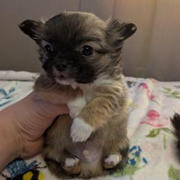 Teddy - Chocolate sabled fawn male Chihuahua puppy in Amity, Pennsylvania from Baxters Chihuahuas