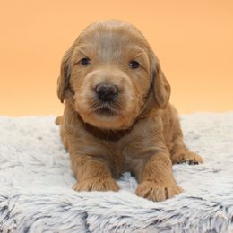 Giza - Gold female Australian Cobberdog puppy in Bellingham, Minnesota from Whispering Prairie Australian Cobberdog