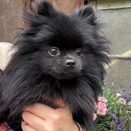 Cherry Bomb - Black female Pomeranian puppy in Port Angeles, Washington from Pacific Northwest Pomeranians