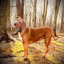 Rhodesian Ridgeback All Grown Up from Copper Ridge Rhodesians