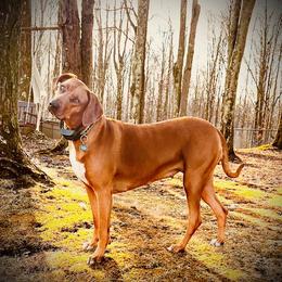 Rhodesian Ridgeback All Grown Up from Copper Ridge Rhodesians