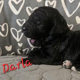 Darla - Parti female Goldendoodle puppy in Kansas City, Missouri from Poppy's Doodles