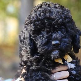 Mordu (Black and White) - Poodle puppy from AKC Mini Poodles in NOVA