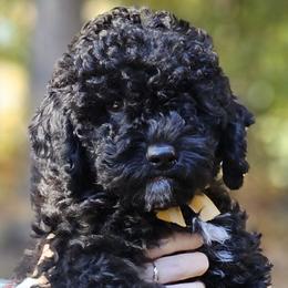 Mordu (Black and White) - Poodle puppy from AKC Mini Poodles in NOVA