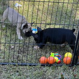French Bulldog Puppies from Stratton Kennel