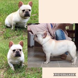 Lola - French Bulldog