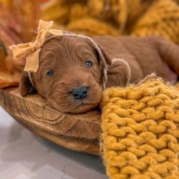 LUCY - Red  female Goldendoodle puppy in Iola, Texas from Supreme Doodles of Texas