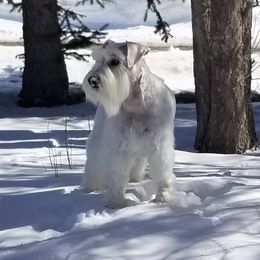 Chloe - Miniature Schnauzer