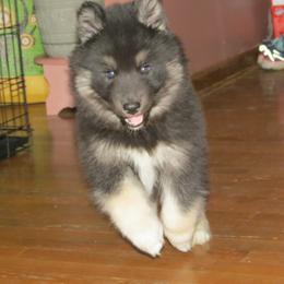 Siberian Husky Puppies from Arctic Circle Kennels