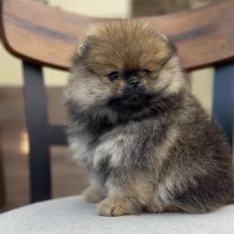 Boy 2 - Orange sable male Pomeranian puppy in Hot Springs, Arkansas from Pomeranian Empire