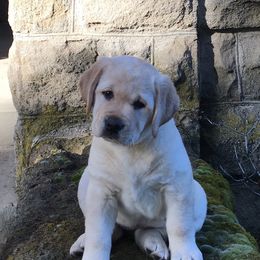 Labrador Retriever Puppies from Stonehouse Labradors