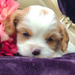 King Louie - Blenheim male Cavalier King Charles Spaniel puppy in Antlers, Oklahoma from Stephenson Celtic Cavaliers