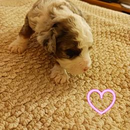 Bernedoodle Puppies from Kim Quinn's Bernedoodles