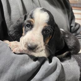 Boy 2 - Black brown and white male Basset Hound puppy in Noblesville, Indiana from Russell Bassets