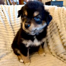 Sandy - Black tri female Miniature Australian Shepherd puppy in New Hampton, Iowa from Full River Australian Shepherds