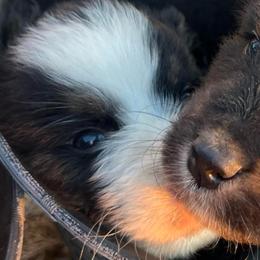 Boy 4 - Black tri-color male Australian Shepherd puppy in Welda, Kansas from McDaniel Aussies of Kansas LLC