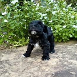 Hunter - Black and silver male Miniature Schnauzer puppy in Monticello, Mississippi from LeBoeuf's Miniature Schnauzers