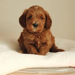 Double Doodle and Goldendoodle Puppies from GoldendoodlePaw