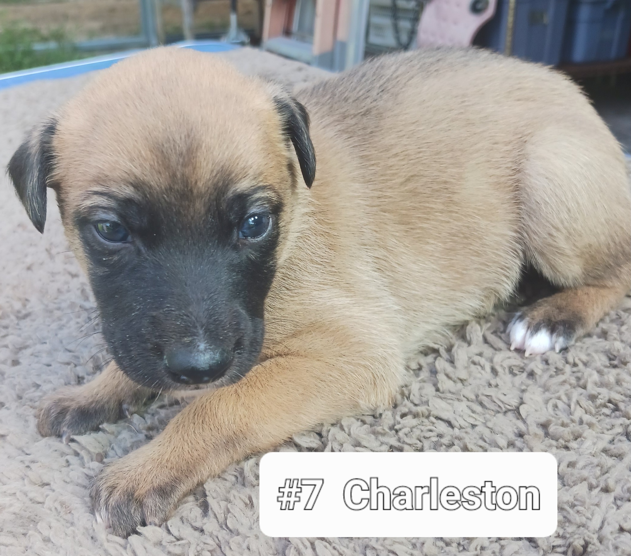 7 CHARLESTON M - Whippet puppy from Sandstorm Whippets