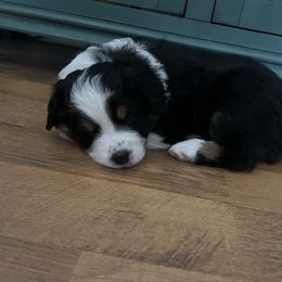 Australian Shepherd Puppies from Webb Farm Aussies