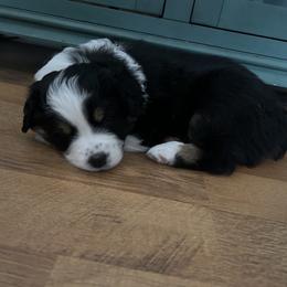 Australian Shepherd Puppies from Webb Farm Aussies