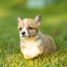 Pembroke Welsh Corgi and Poodle Puppies from Corgi Companions