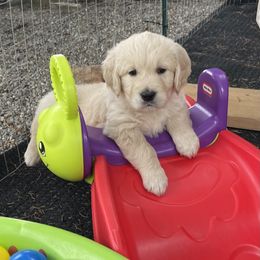 Golden Retriever Puppies from Millport Golden Retriever