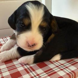 Boy 2 - Tri-color male Bernedoodle puppy in Perryville, Maryland from Heavenly Heritage Dachshunds and Doods