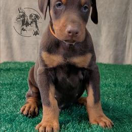 Male 4 - Orange Collar - Red and rust male Doberman Pinscher puppy in Spencer, Indiana from Jackson's Dobermans