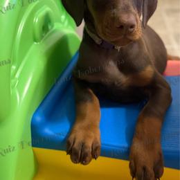 Purple - Red and rust female Doberman Pinscher puppy in Louisville, Kentucky from Ruiz Dobermans