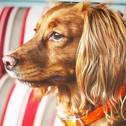 English Cocker Spaniels from Rooster Team One