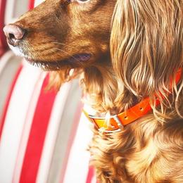 English Cocker Spaniels from Rooster Team One