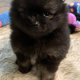 Pomeranian Puppies from Heartlovepoms