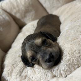 3rd Born Shaded Cream - Cream male Dachshund puppy in Rochester, Washington from Curtiss Dachshunds