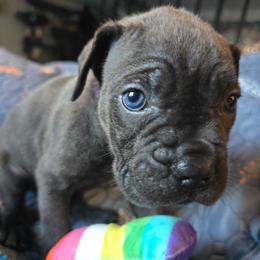 Purple Collar - Gray female Cane Corso puppy in Henry, Virginia from Hardradas Dynasty Cane Corso