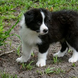 Border Collie Puppies from Shorewind Border Collies