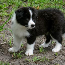 Border Collie Puppies from Shorewind Border Collies