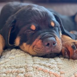 Rottweilers from Obsidian Rottweilers