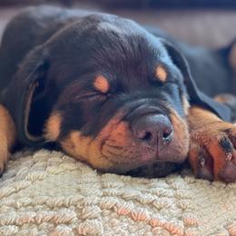 Rottweilers from Obsidian Rottweilers