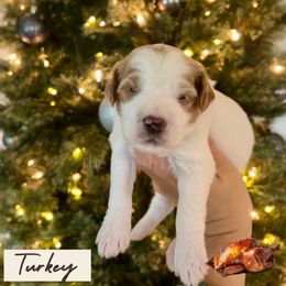 Turkey - Parti male Goldendoodle puppy in Aubrey, Texas from The Parrish Doods