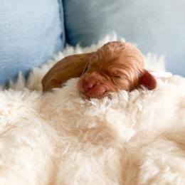 Pink collar - Apricot female Goldendoodle puppy in San Antonio, Texas from Pasatiempo Ranch