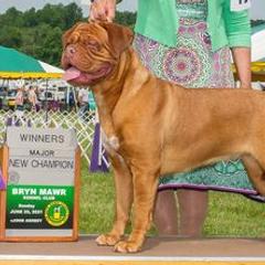 Dogues de Bordeaux from Summit Bordeaux