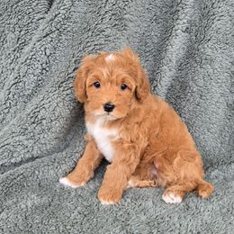 Tiana - Red female Cavapoo puppy in Floyd, Virginia from Hearts and Paws Poodles and Doodles