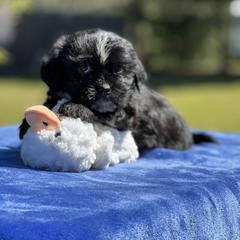 Poodle, Shihpoo, Shih Tzu, and Shorkie Puppies from Oodles of Poodles & Doodles